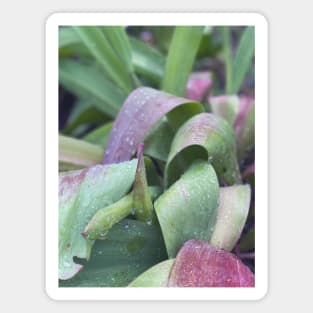 Spring Rain on Leaves Magnet